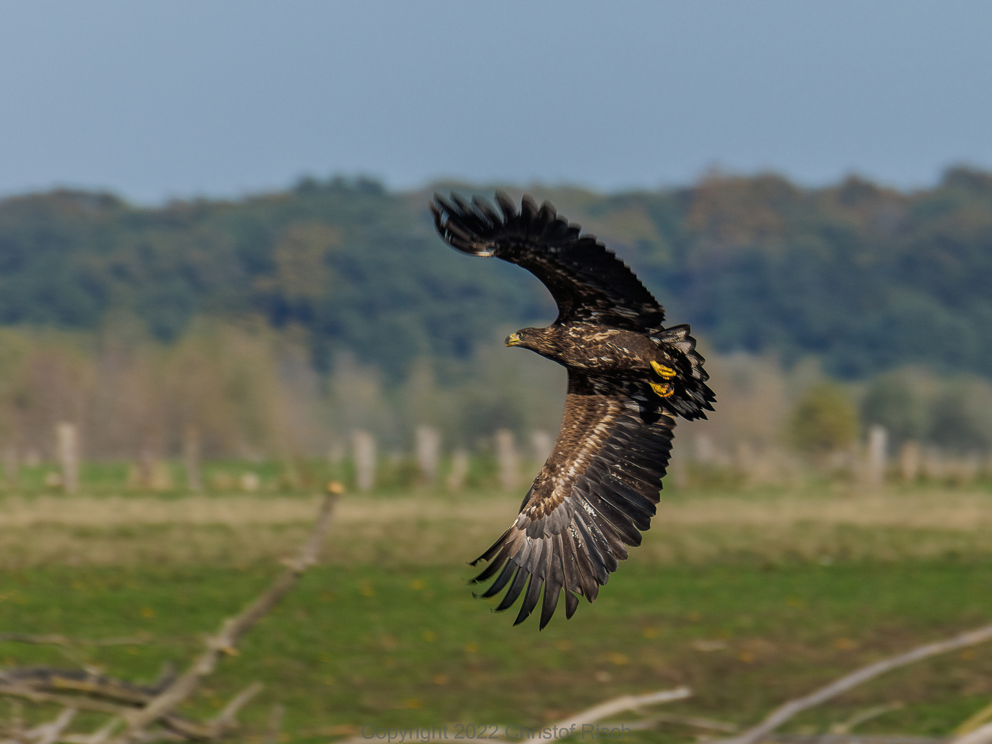 Junger Seeadler