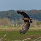 Junger Seeadler