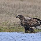 Junger Seeadler