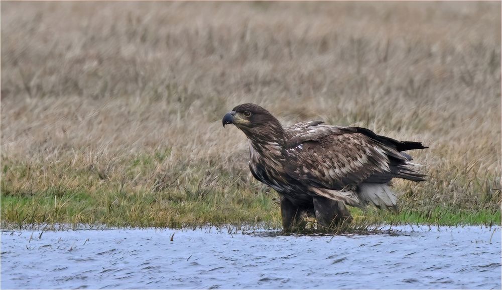 Junger Seeadler