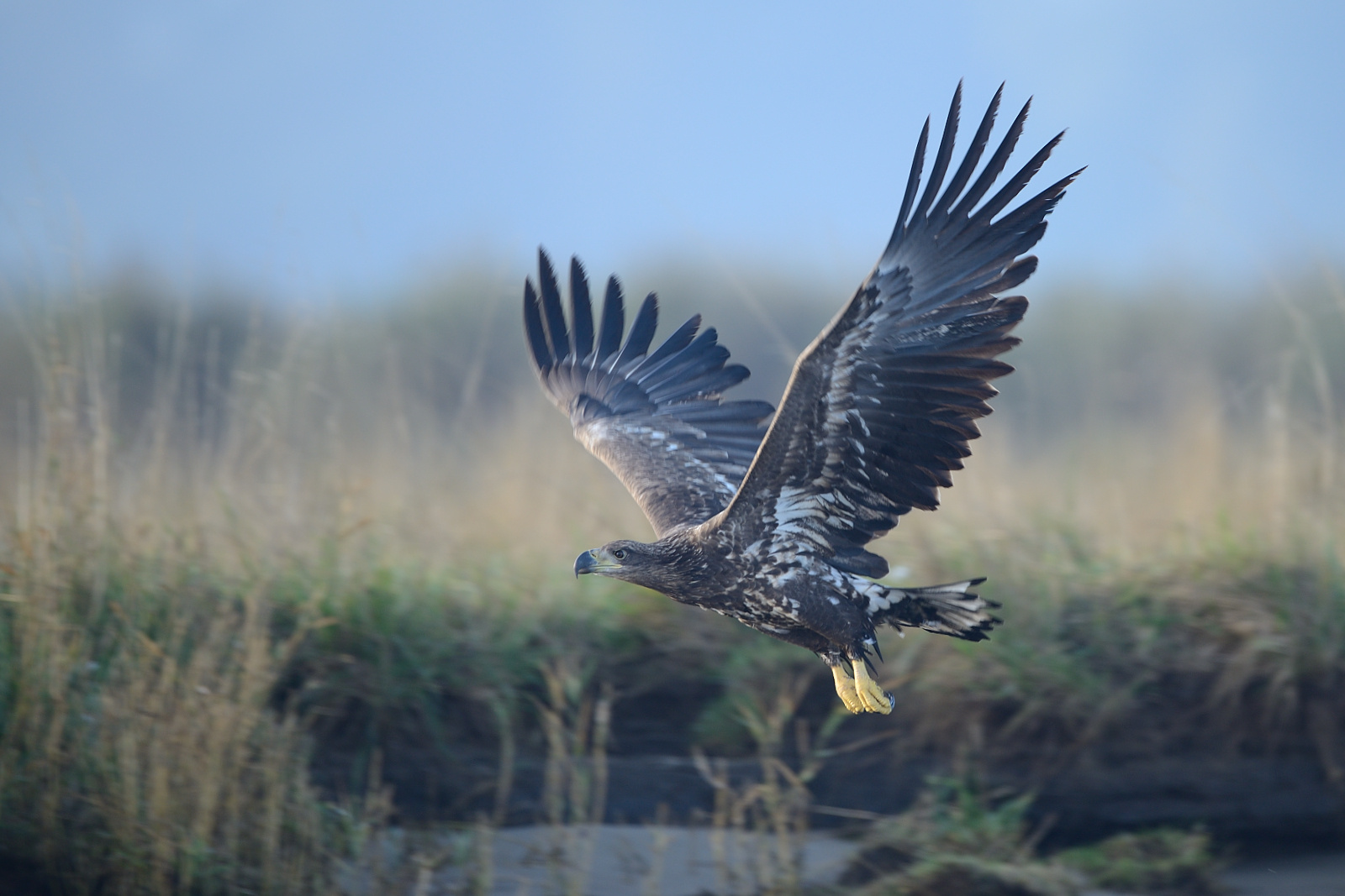 Junger Seeadler