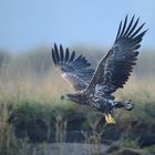 Junger Seeadler