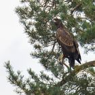 Junger Seeadler