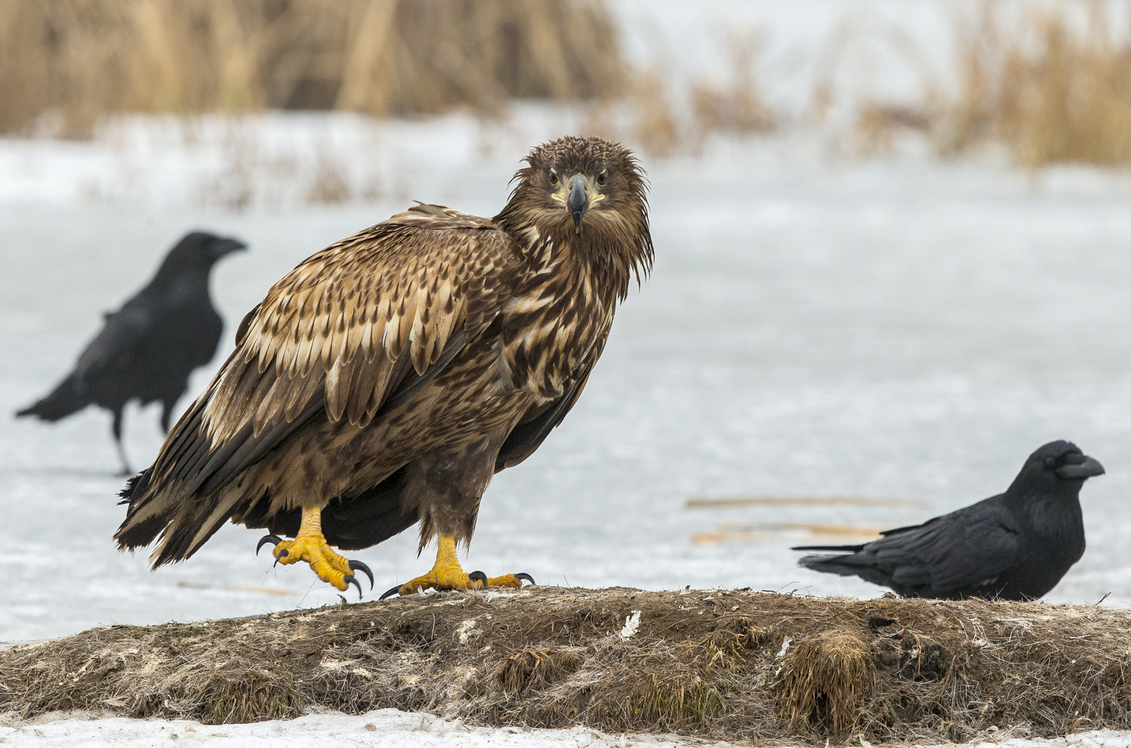 junger Seeadler