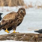 junger Seeadler