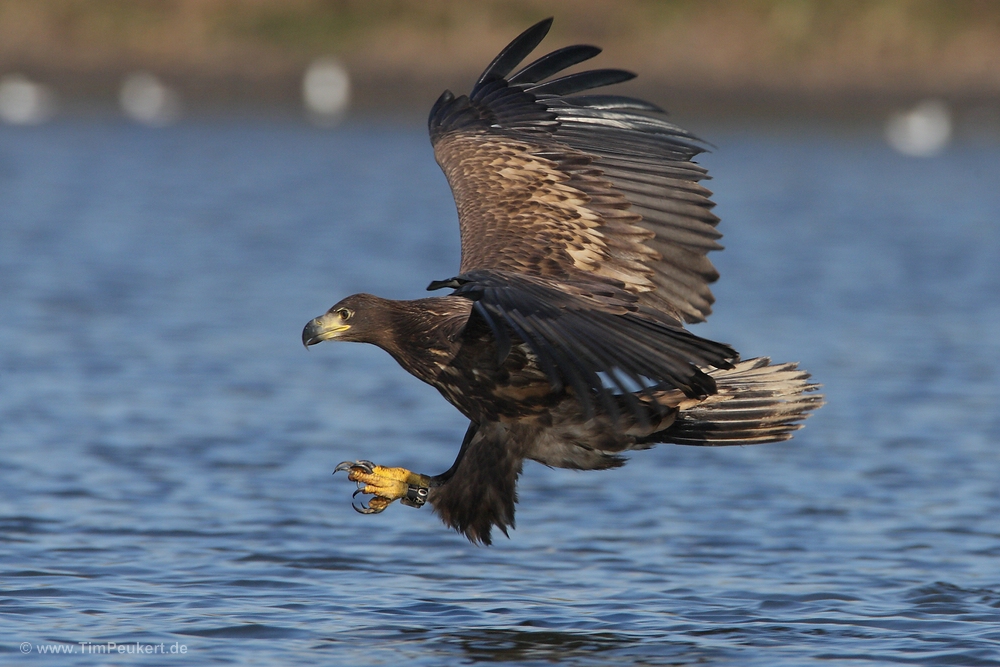 Junger Seeadler