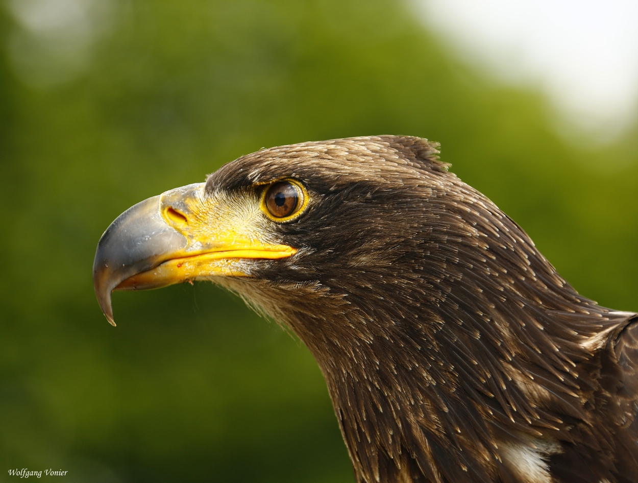 Junger Seeadler