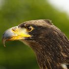 Junger Seeadler