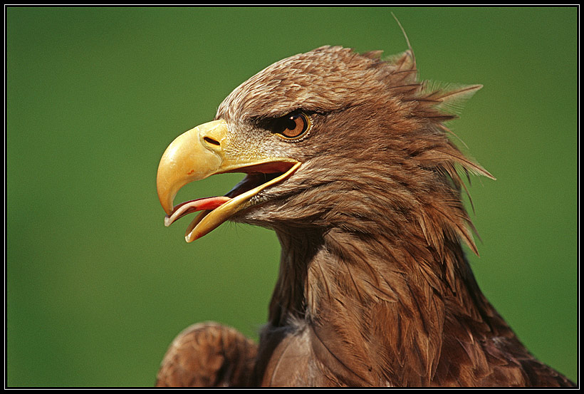 Junger Seeadler