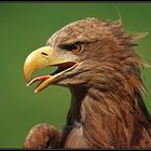 Junger Seeadler