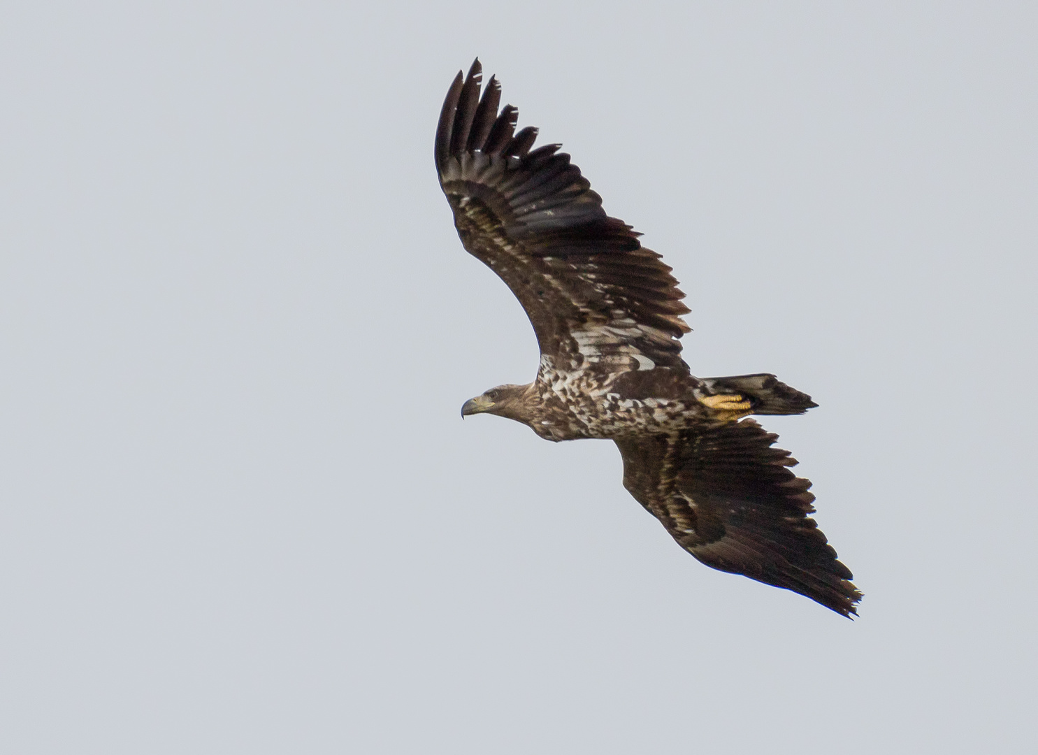 Junger Seeadler ...