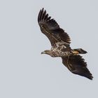 Junger Seeadler ...