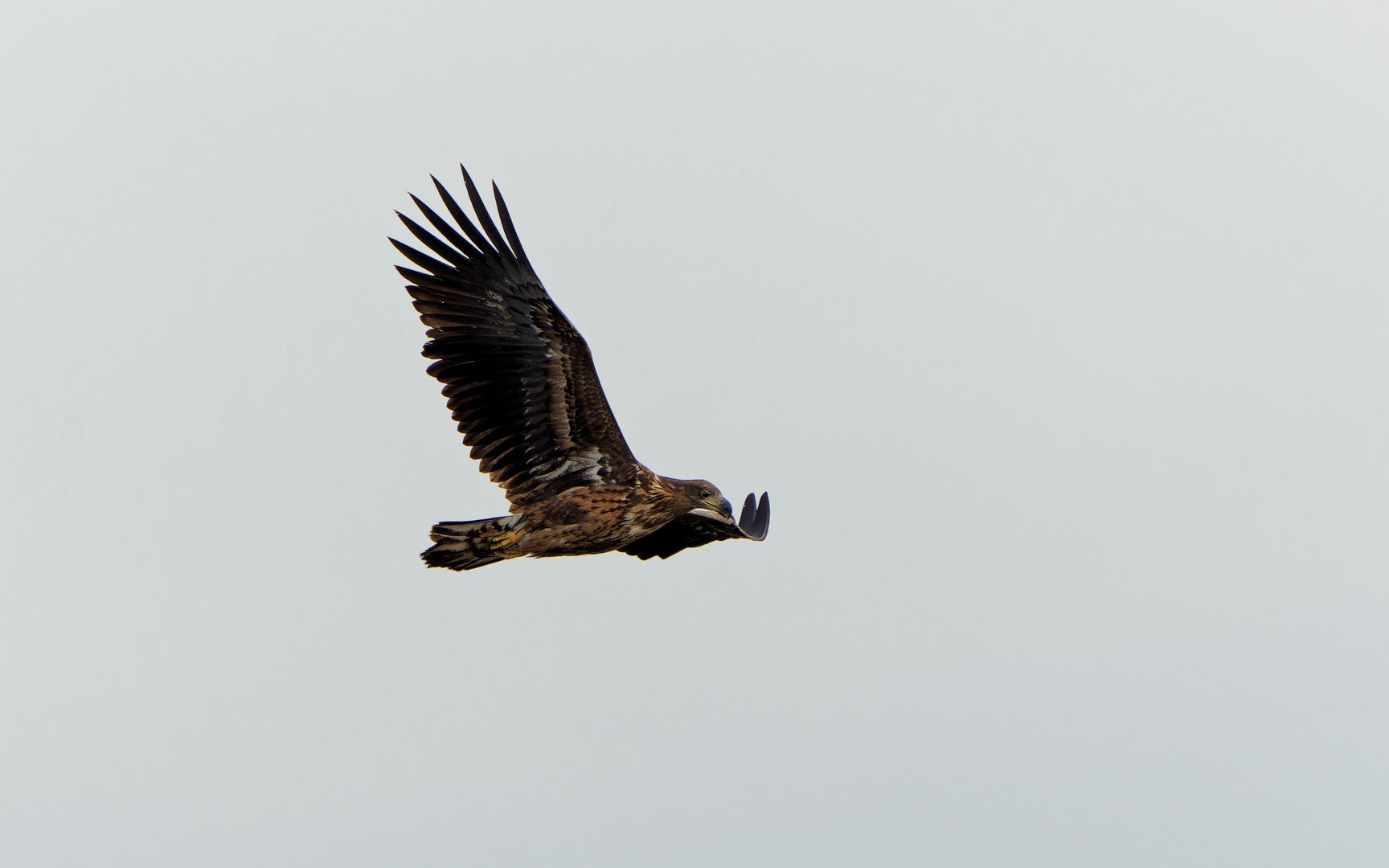 junger Seeadler 