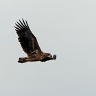 junger Seeadler 