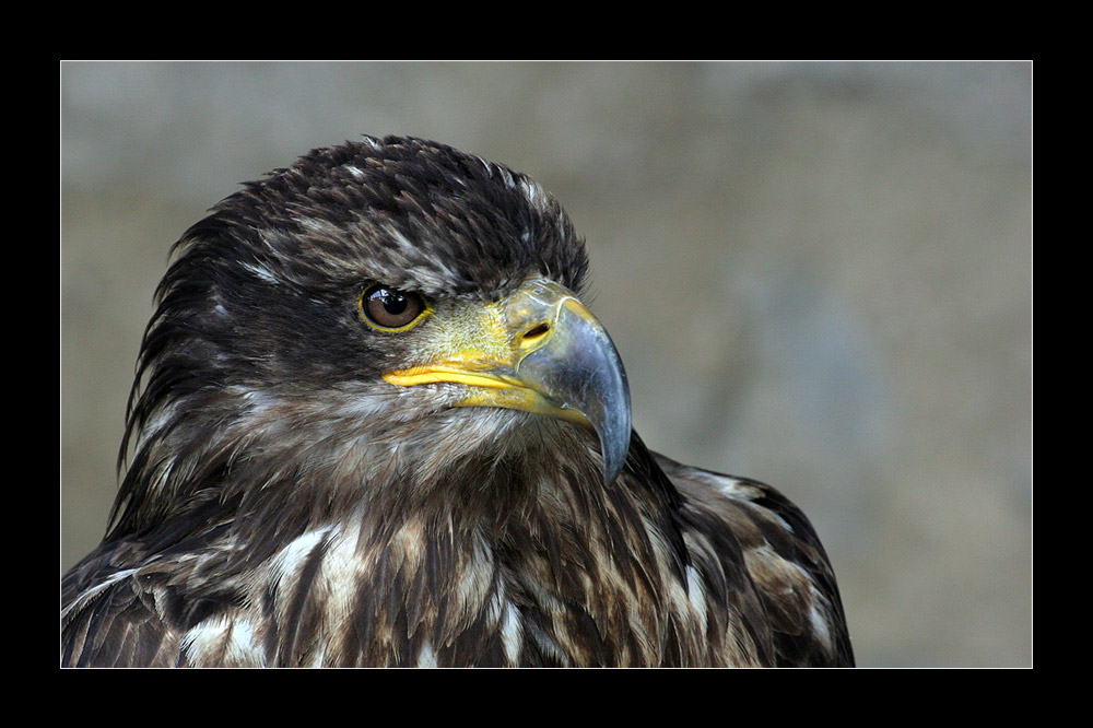 junger Seeadler