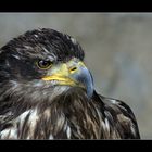 junger Seeadler