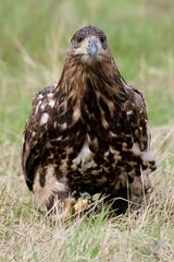 Junger Seeadler