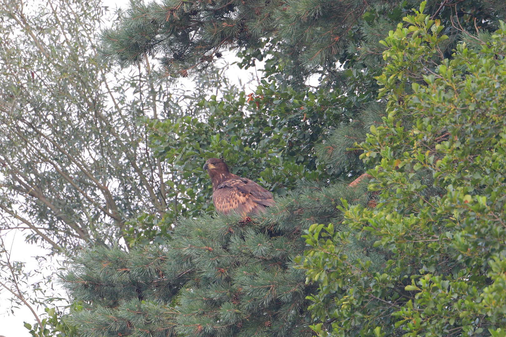 Junger Seeadler