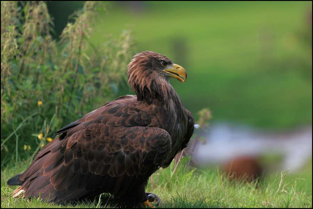 > junger Seeadler 