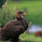 > junger Seeadler <