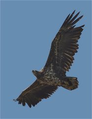 Junger Seeadler