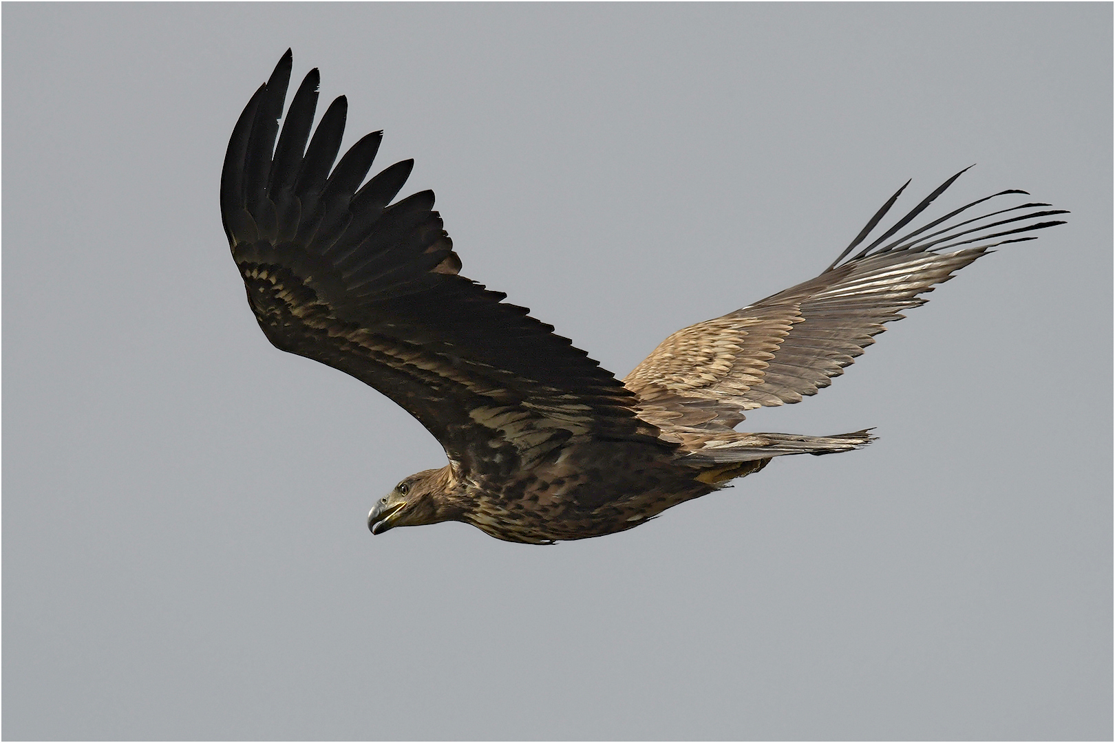 Junger Seeadler