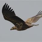 Junger Seeadler