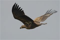 Junger Seeadler