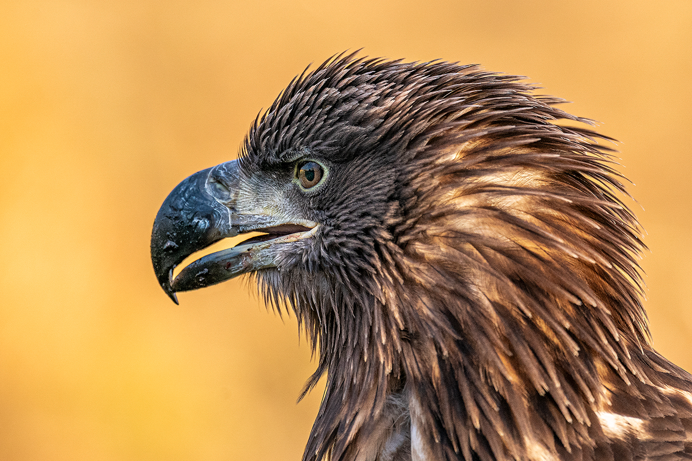 Junger Seeadler