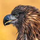 Junger Seeadler