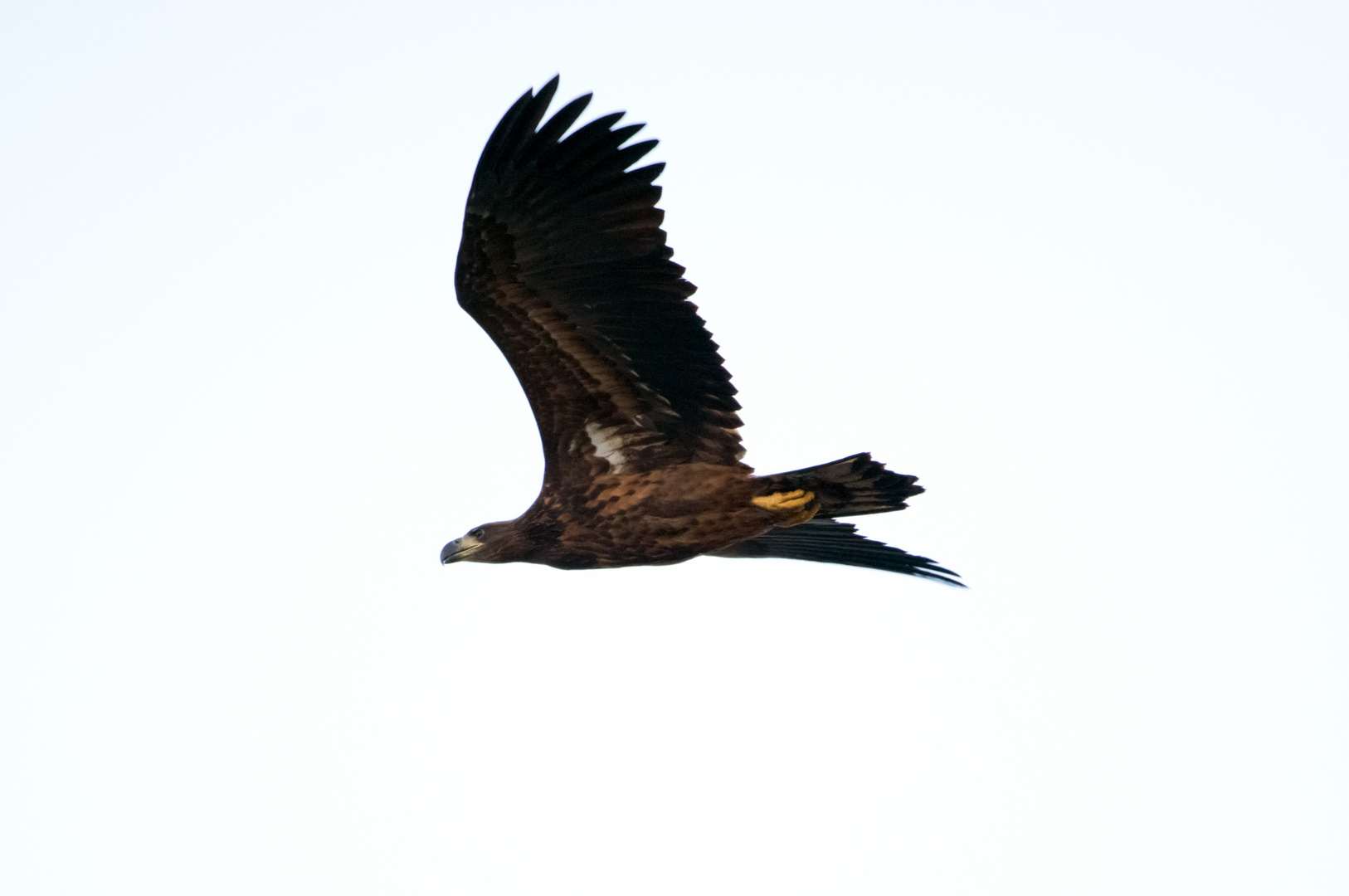 Junger Seeadler