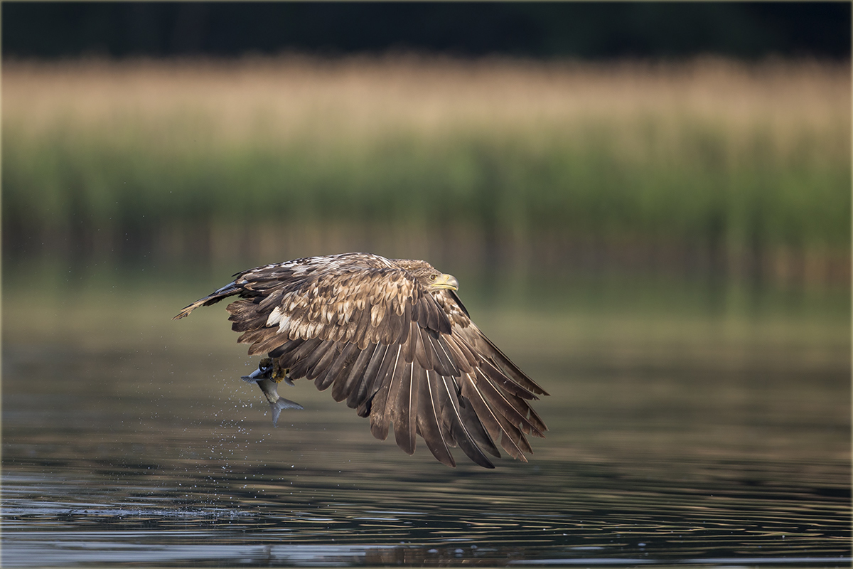 Junger Seeadler...