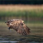 Junger Seeadler...