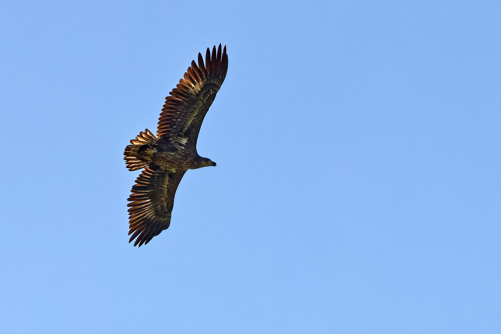 Junger Seeadler am Niederrhein