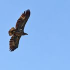 Junger Seeadler am Niederrhein