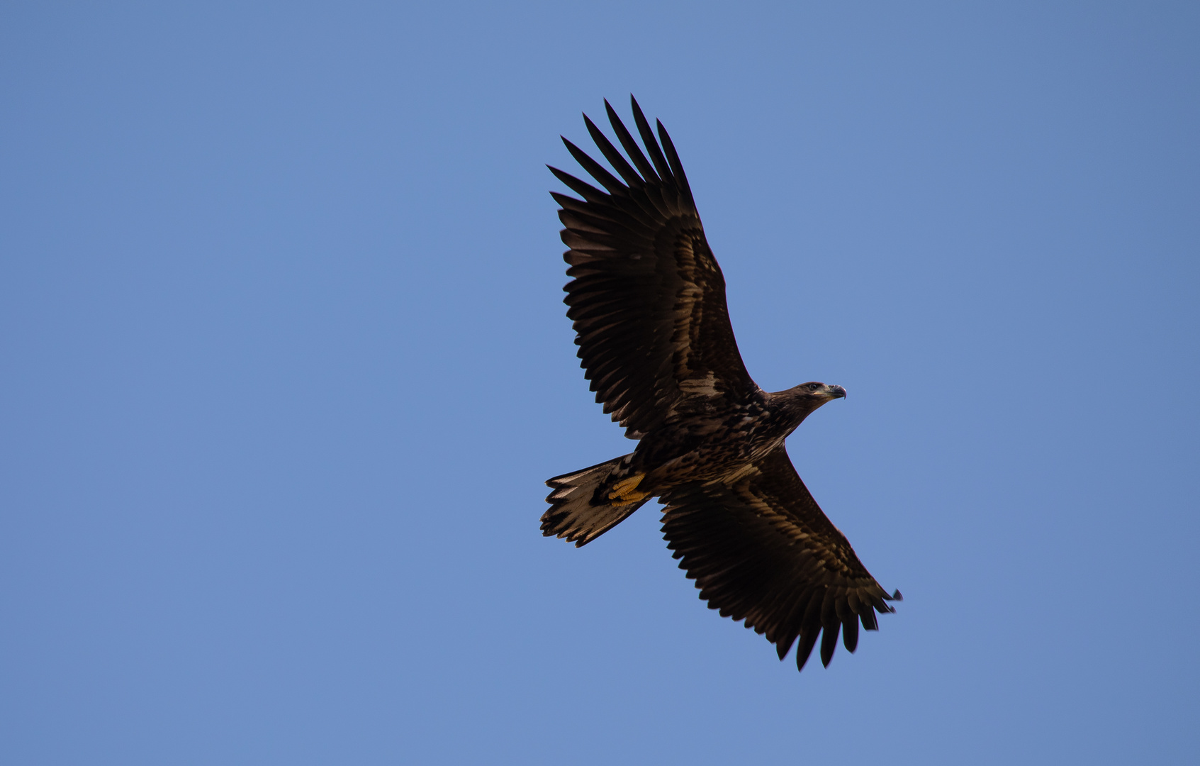 Junger Seeadler am Tollensesee