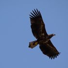 Junger Seeadler am Tollensesee