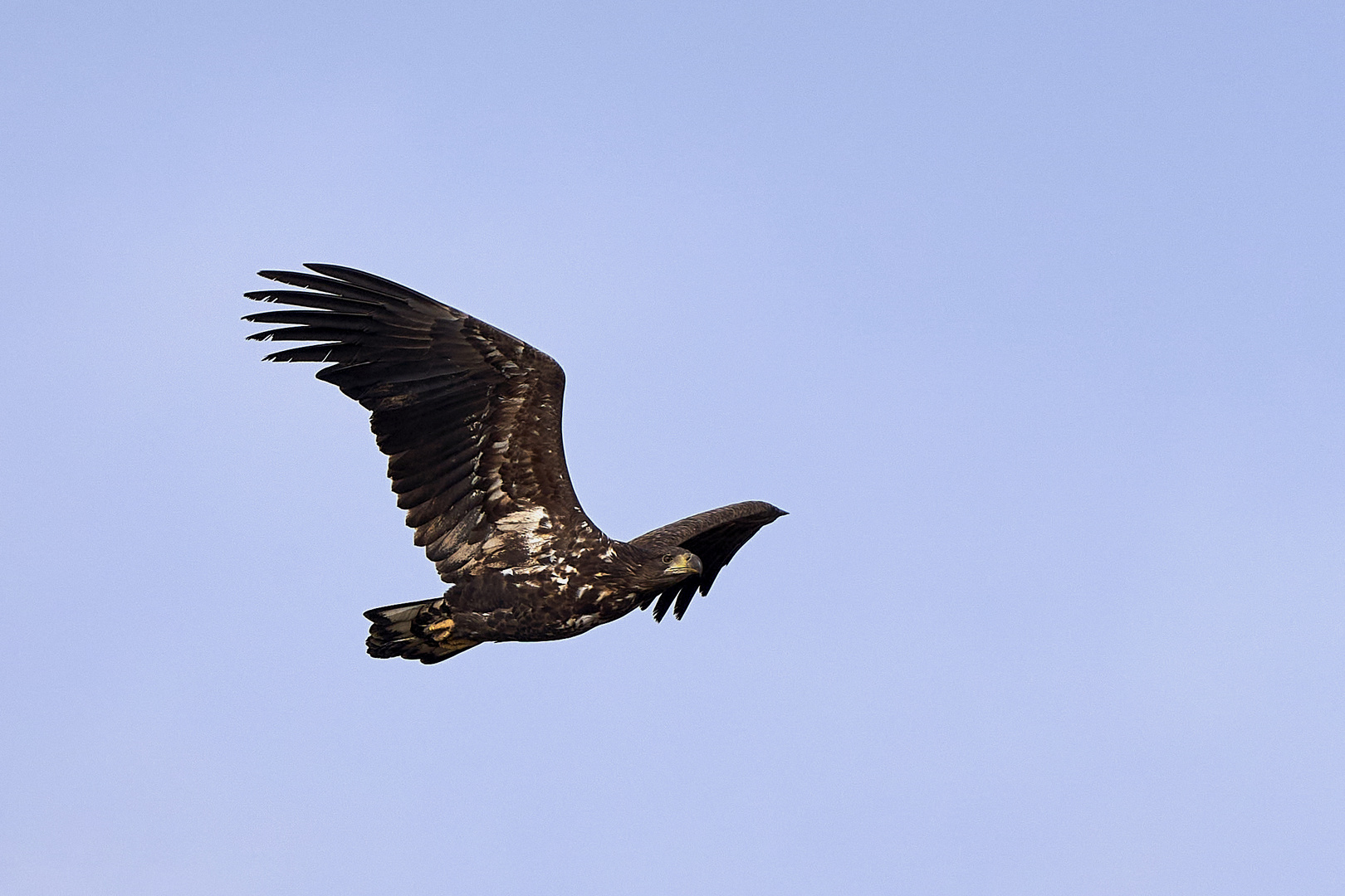 Junger Seeadler an der Ostsee