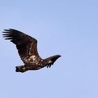 Junger Seeadler an der Ostsee