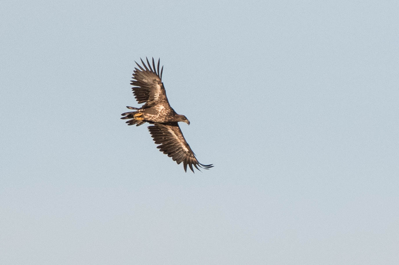 Junger Seeadler auf Beutesuche