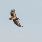 Junger Seeadler auf Beutesuche