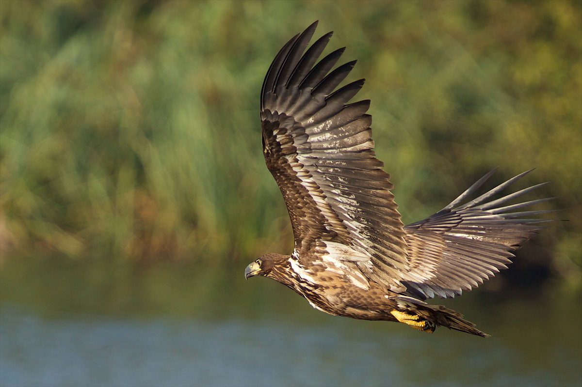 Junger Seeadler auf der Jagd