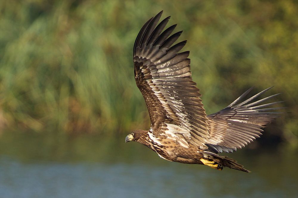 Junger Seeadler auf der Jagd