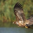 Junger Seeadler auf der Jagd