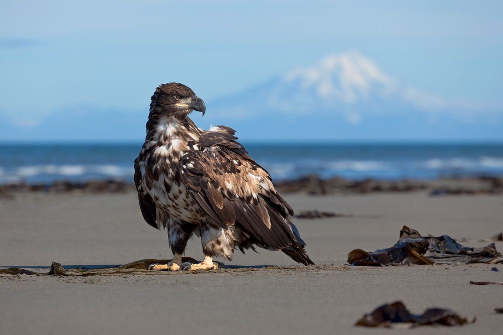 Junger Seeadler von stefan-arendt 