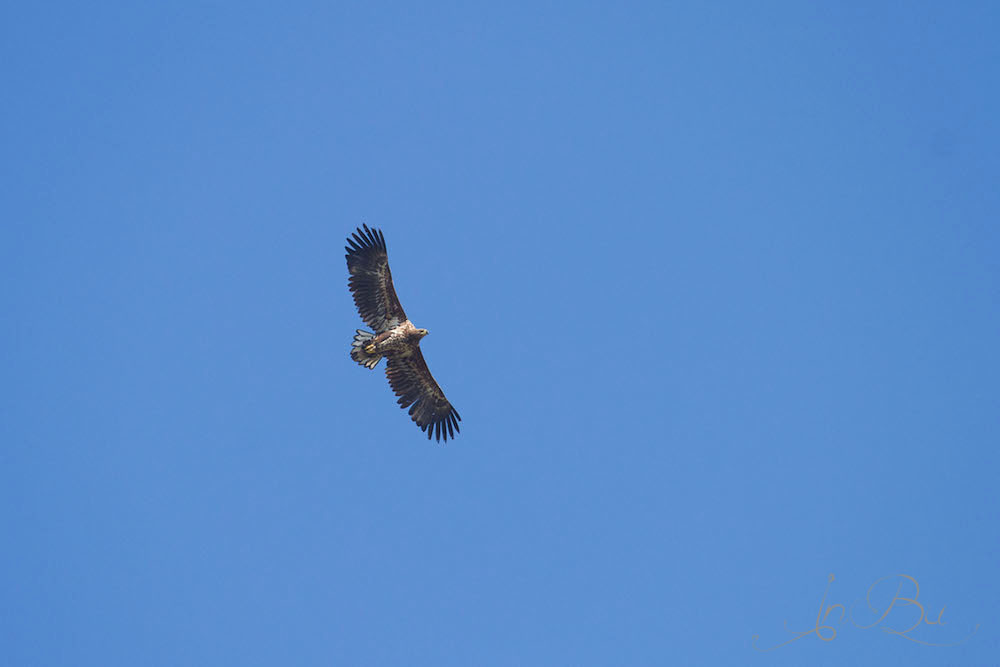 junger Seeadler