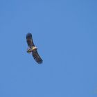 junger Seeadler