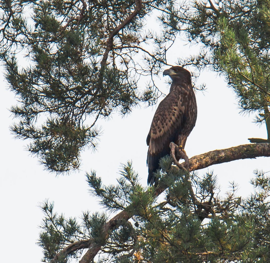 Junger Seeadler