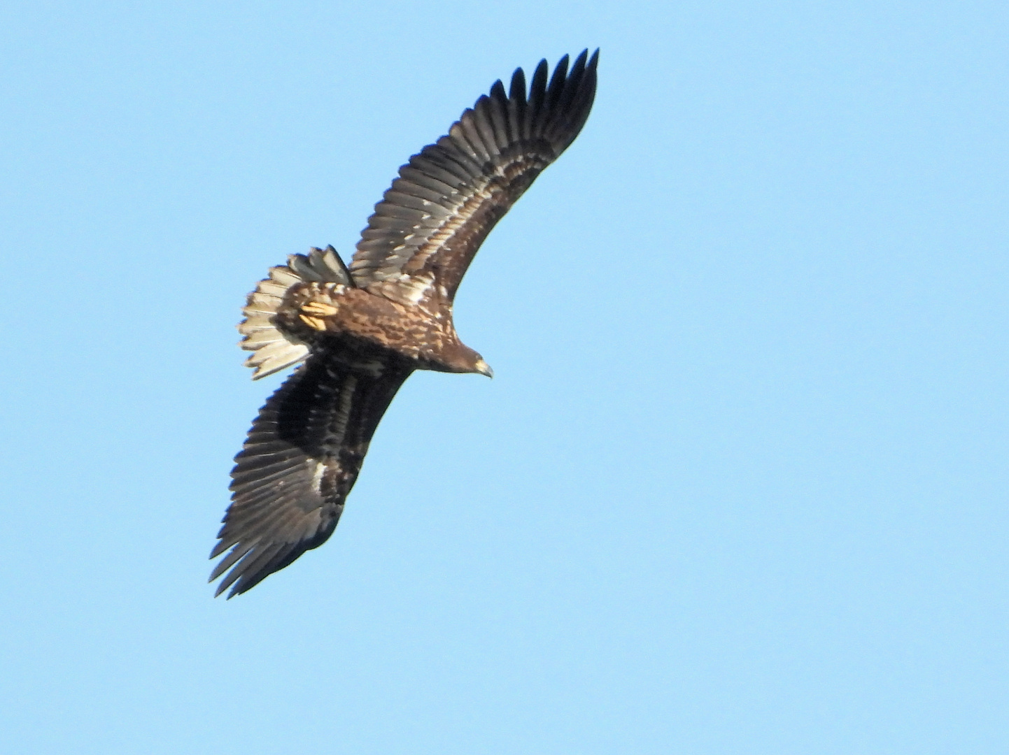 Junger Seeadler