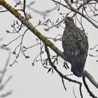 Junger Seeadler